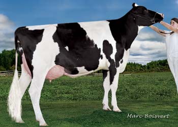 Cow Holsteins