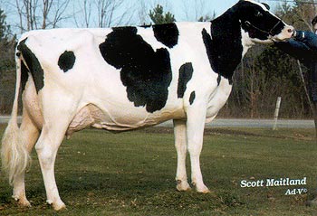 Holsteins