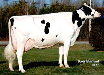 Mapleley's Holsteins