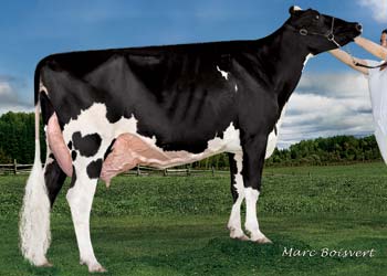 Holstein Cow