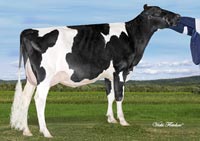 Holsteins Farm Cow