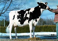 Holstein Cows