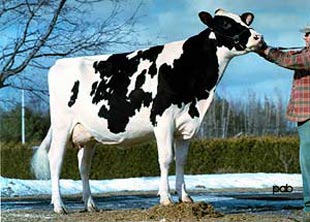 Holstein Cow