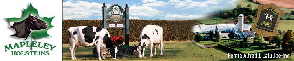 Mapleley Holsteins Champions Holstein Cow Winners
