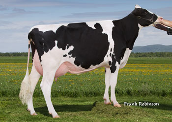 Holstein Cow