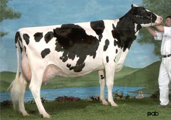 Holstain Cow