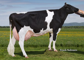 Cow Holsteins